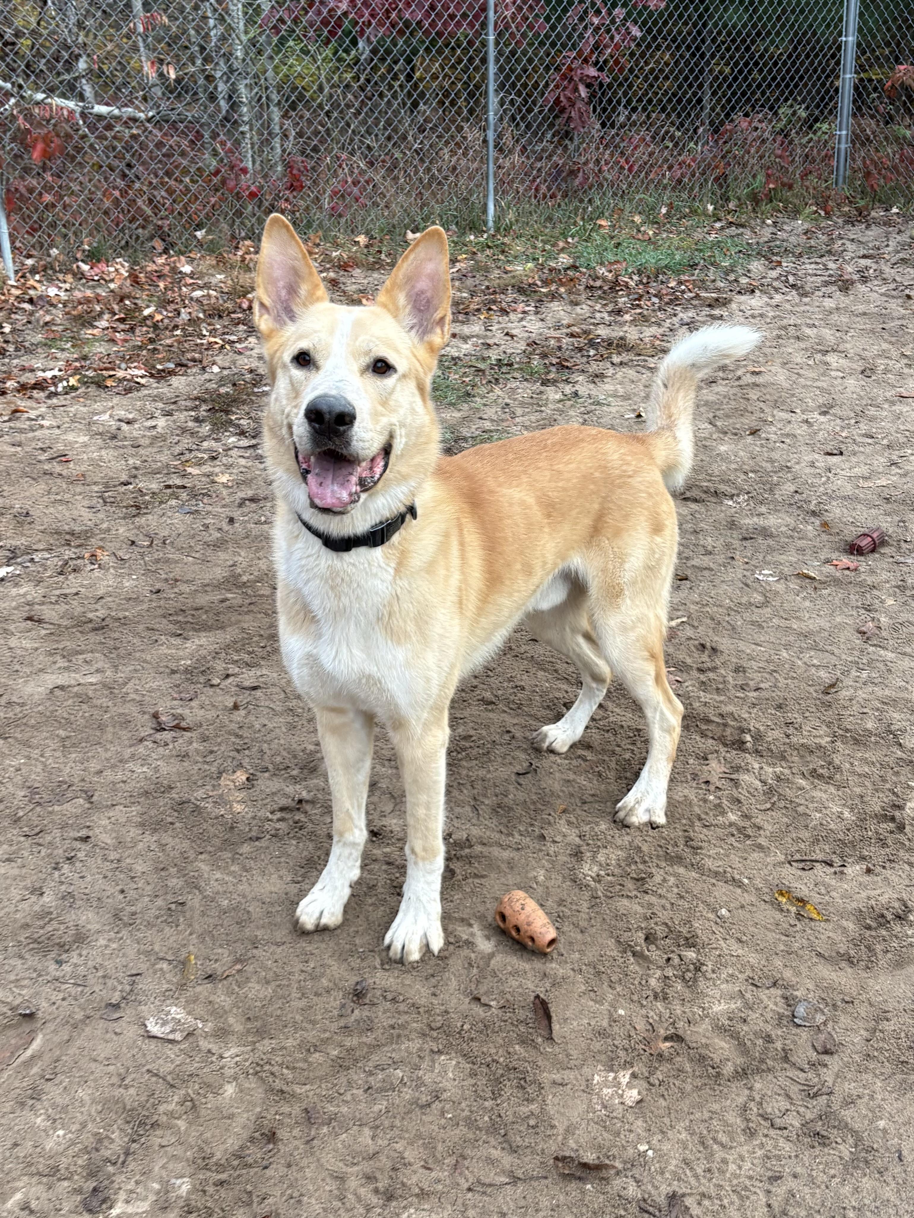 Leo, Adoptable, Young Male Belgian Shepherd / Malinois.