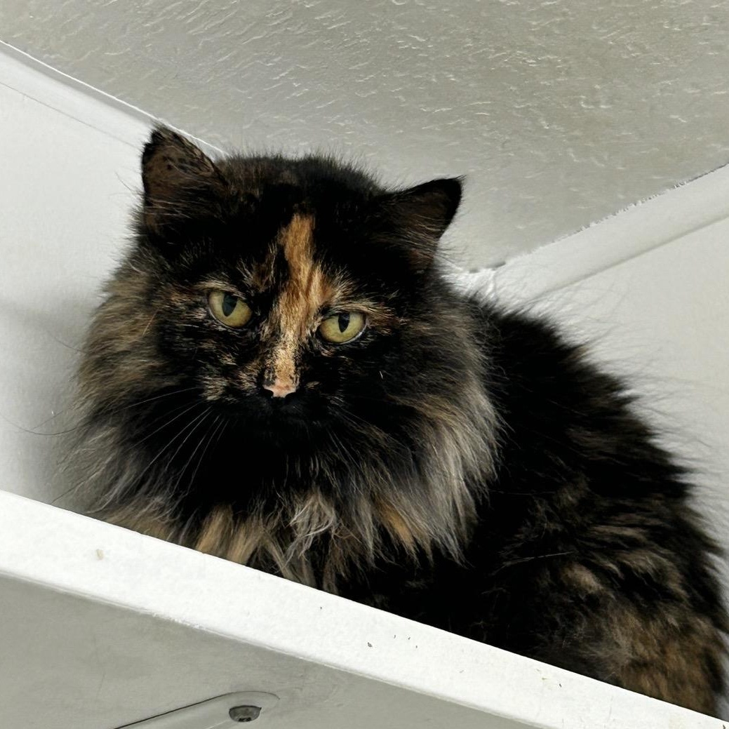 Elly Belly, a hold Tortoiseshell in Maple Ridge, BC image 2/4