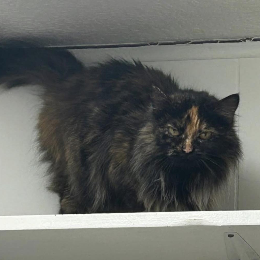 Elly Belly, a hold Tortoiseshell in Maple Ridge, BC image 4/4