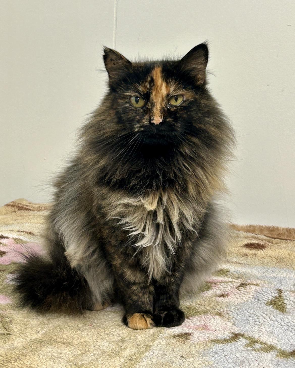 Elly Belly, adoptable, Adult Female Tortoiseshell.