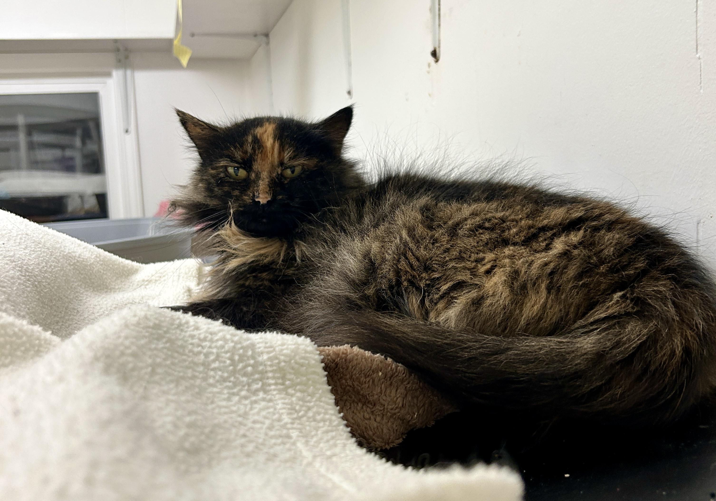 Elly Belly, a hold Tortoiseshell in Maple Ridge, BC image 3/4