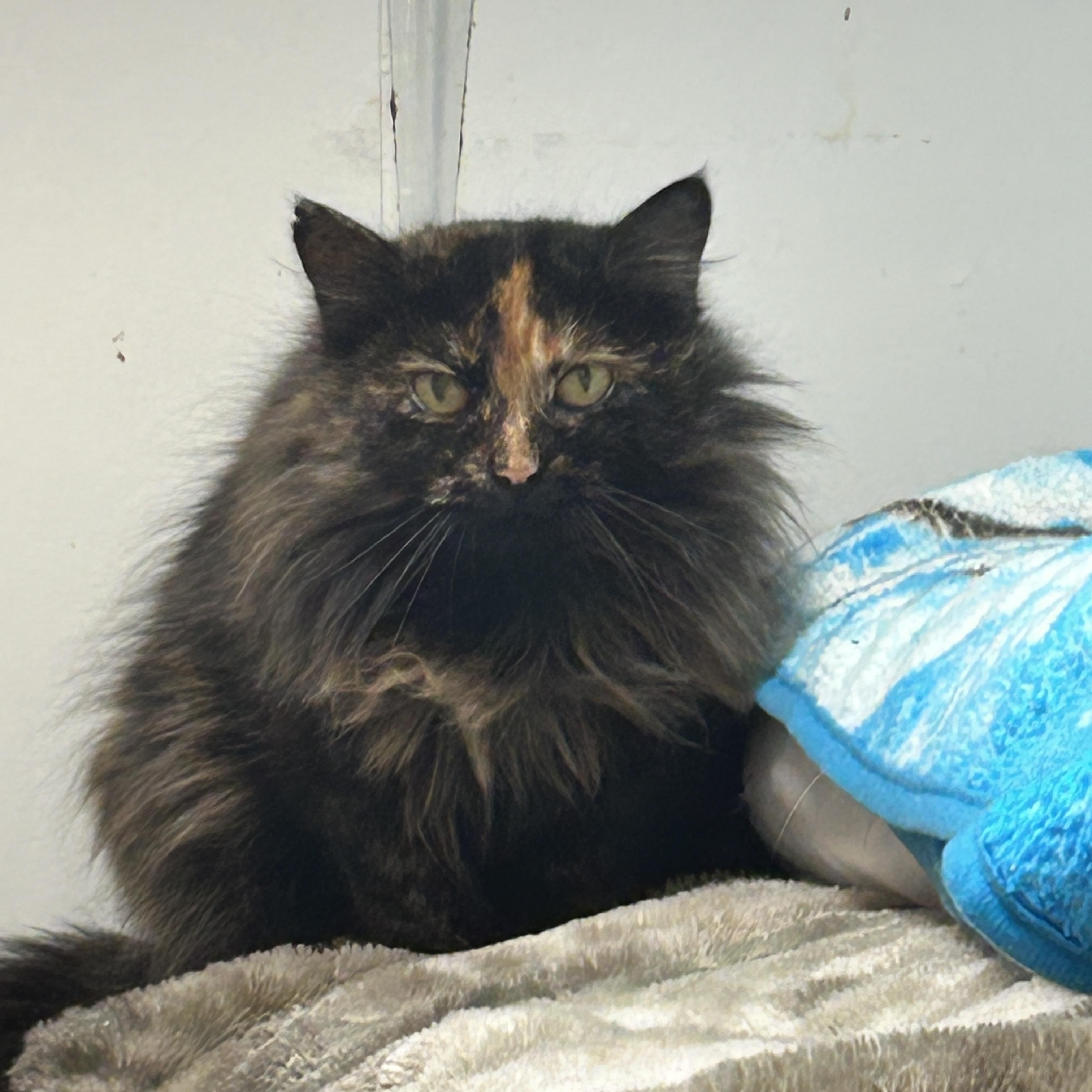Elly Belly, a hold Tortoiseshell in Maple Ridge, BC image 1/4