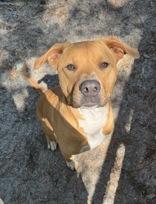 Ireland, adopted, Young Female Mixed Breed.