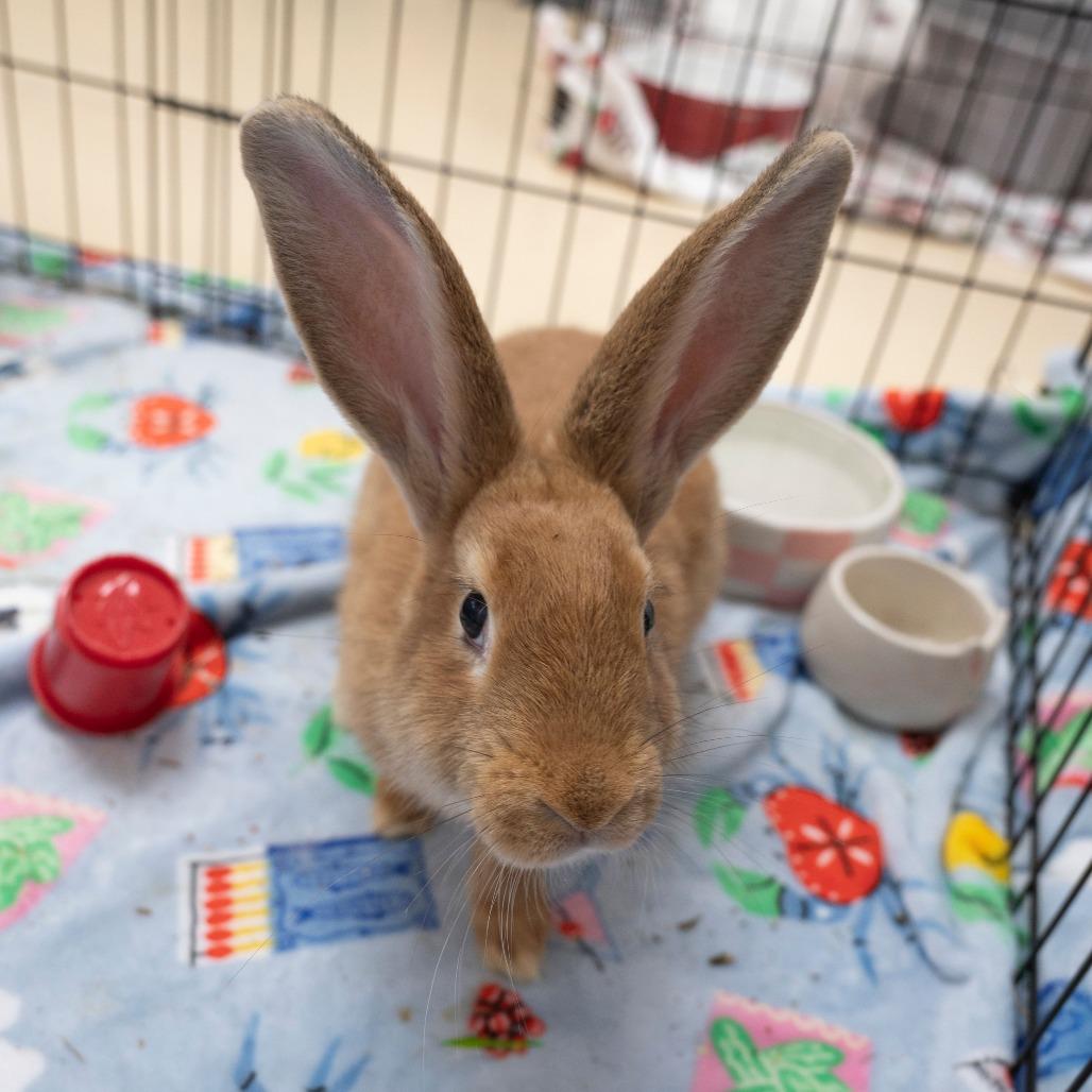 Enlarge Mon Mothma, a Adoptable American in Richmond, CA image 2/6