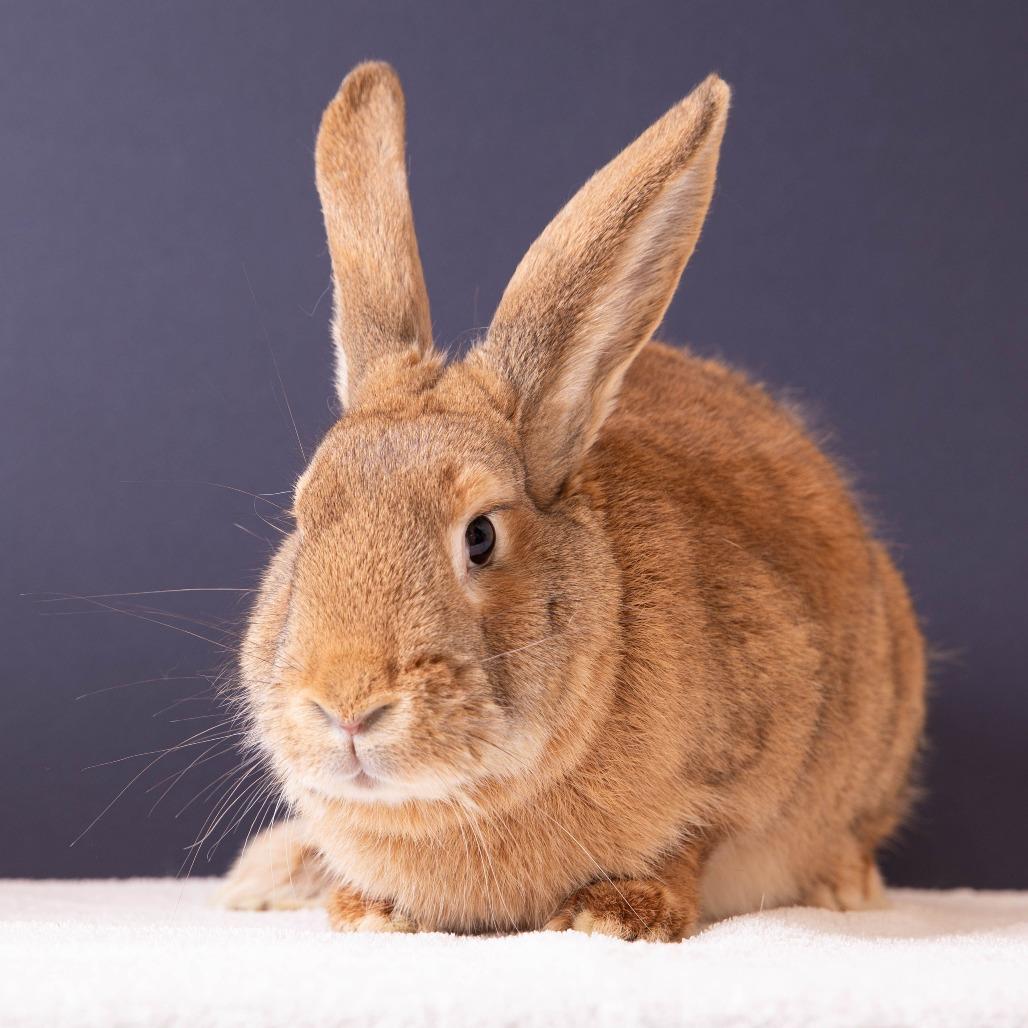 Enlarge Mon Mothma, a Adoptable American in Richmond, CA image 3/6