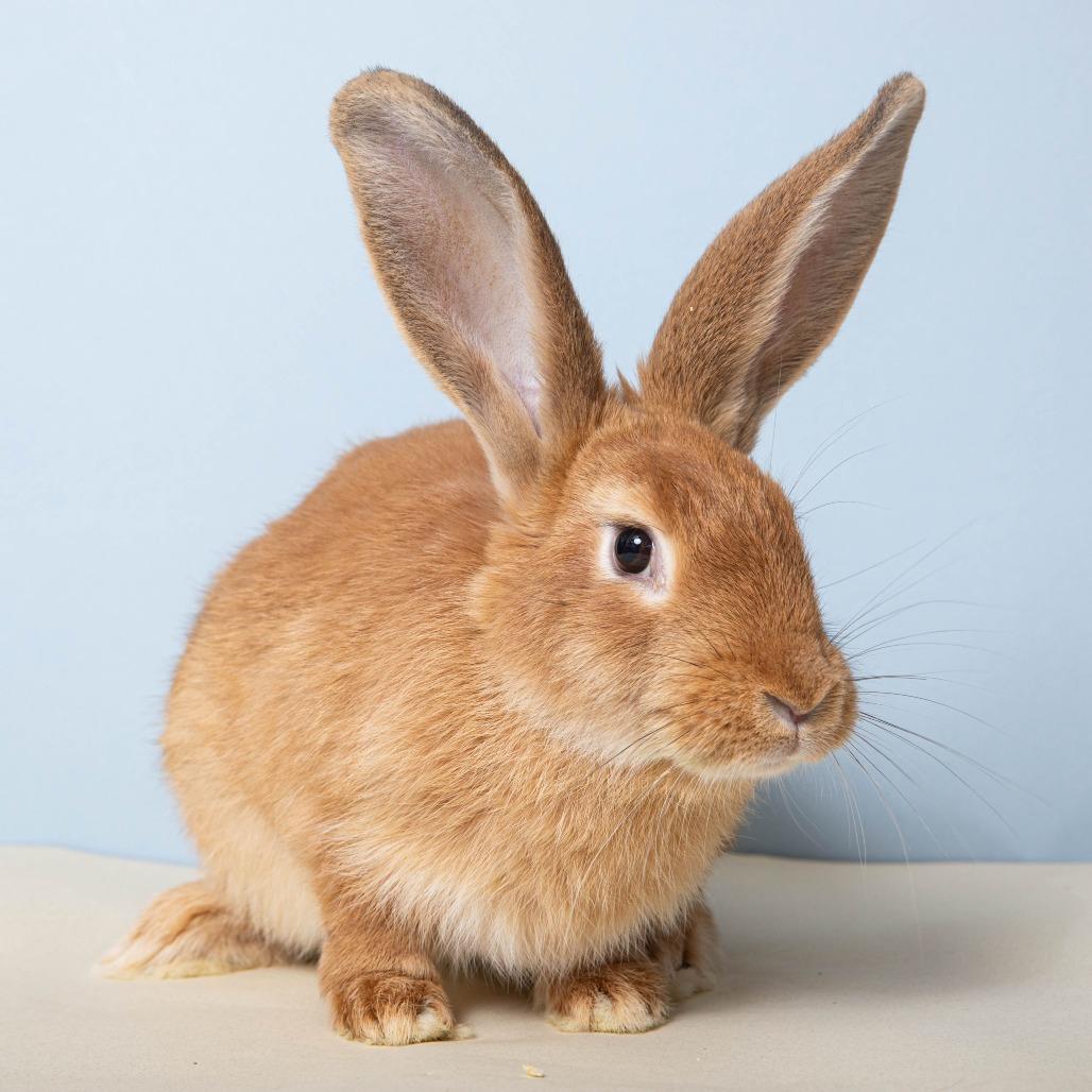 Enlarge Mon Mothma, a Adoptable American in Richmond, CA image 4/6