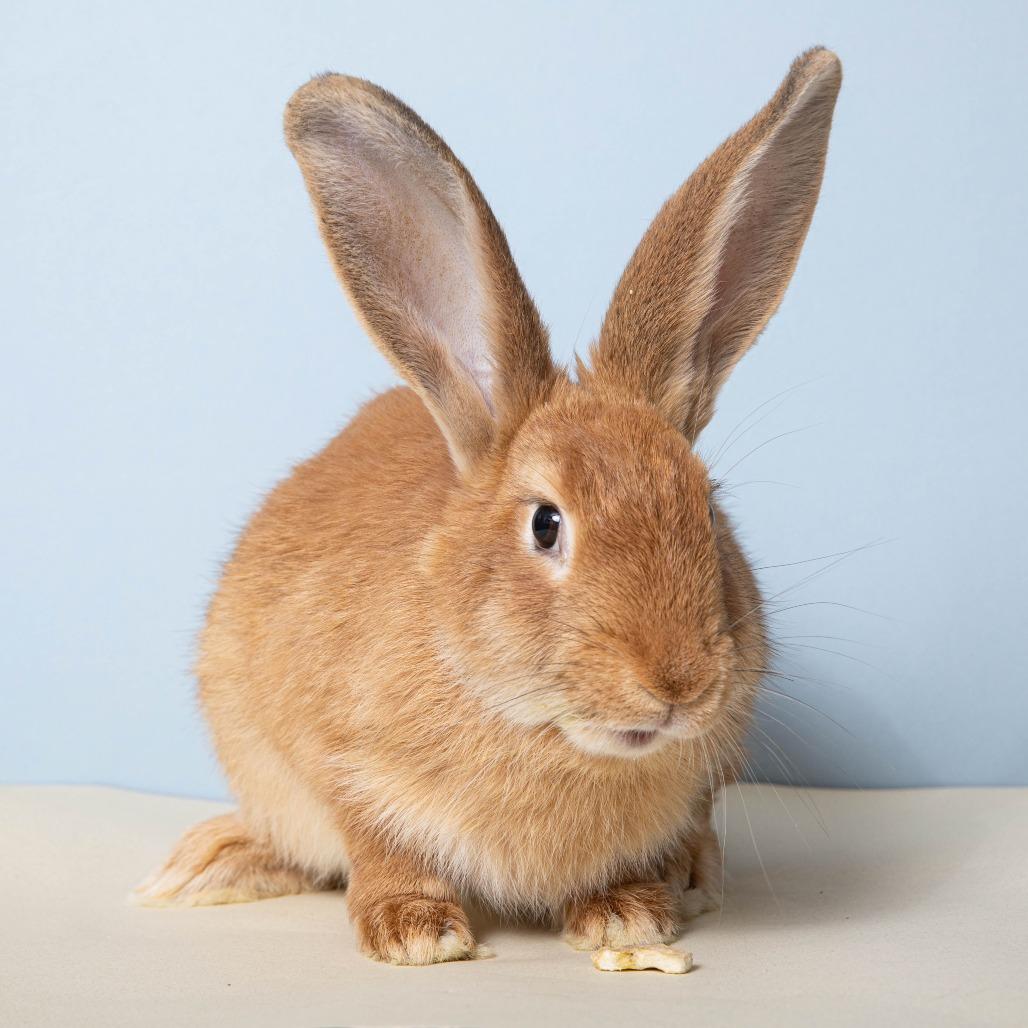 Enlarge Mon Mothma, a Adoptable American in Richmond, CA image 5/6