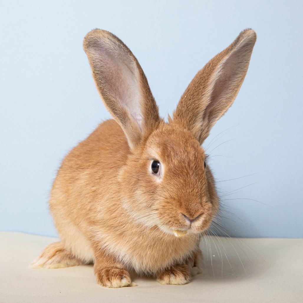 Enlarge Mon Mothma, a Adoptable American in Richmond, CA image 6/6