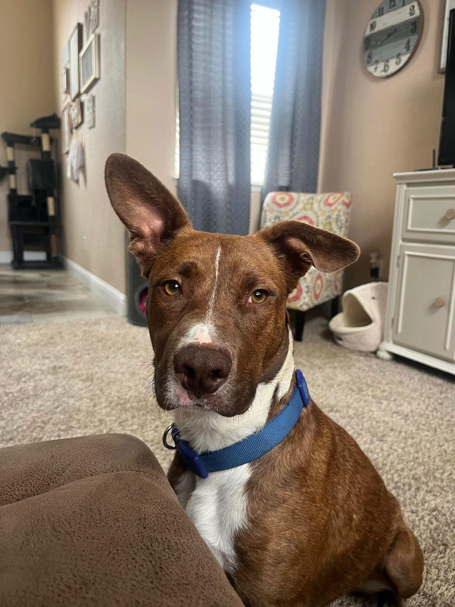 Zoey, Adoptable, Young Female Australian Cattle Dog / Blue Heeler & Pit Bull Terrier.