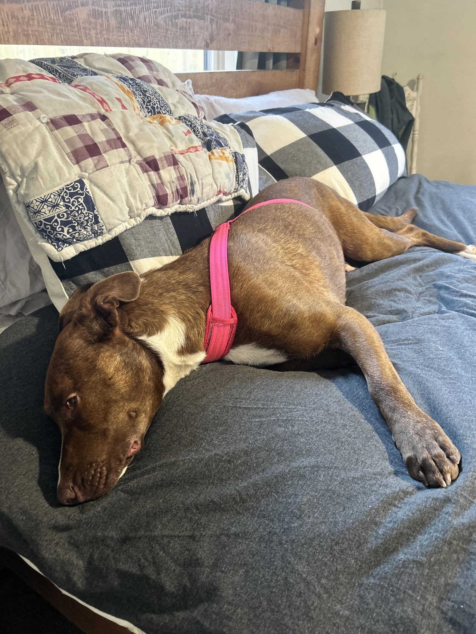 Enlarge Zoey, a Adoptable mixed breed in Polson, MT image 2/3