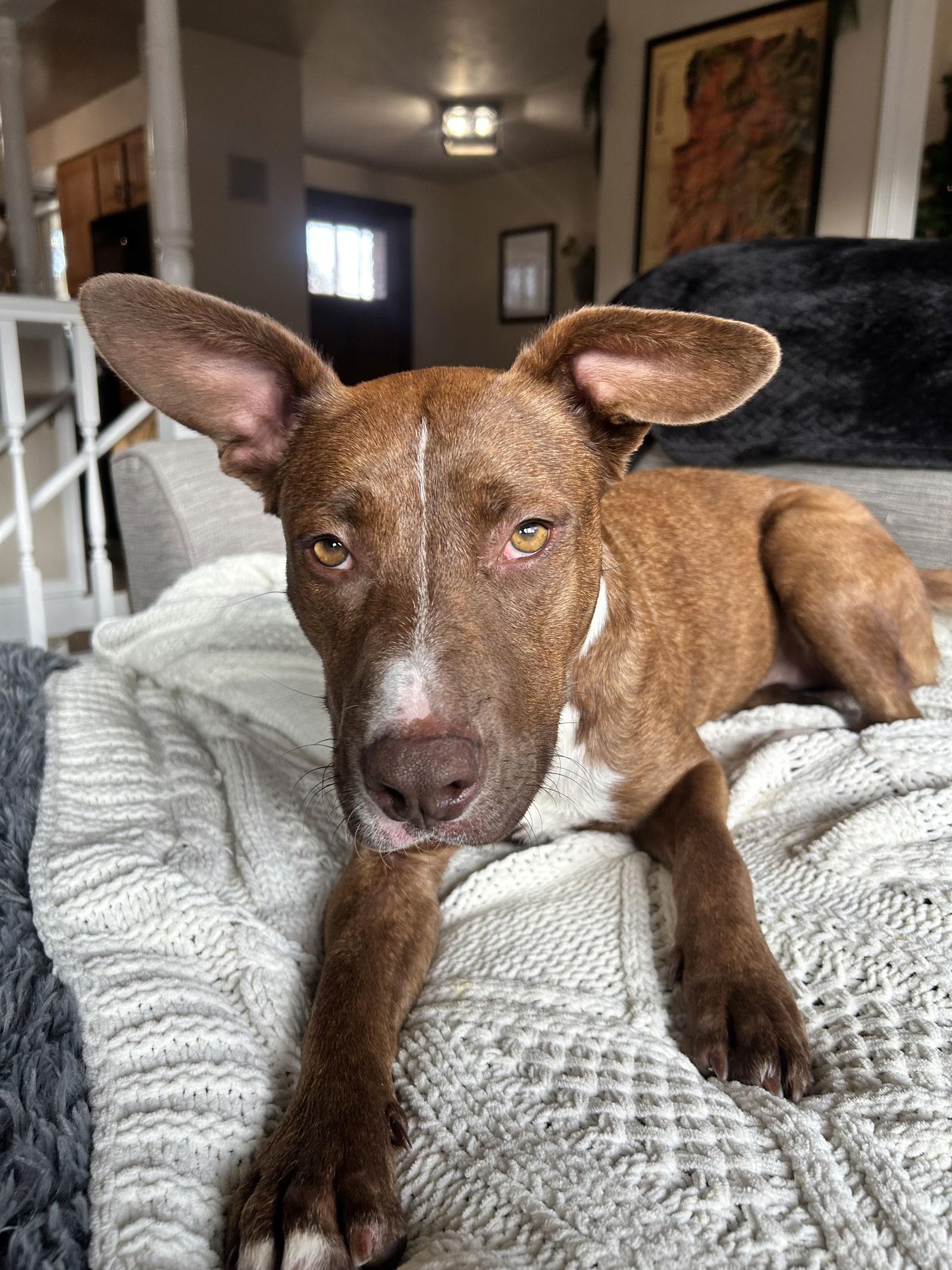 Enlarge Zoey, a Adoptable mixed breed in Polson, MT image 3/3