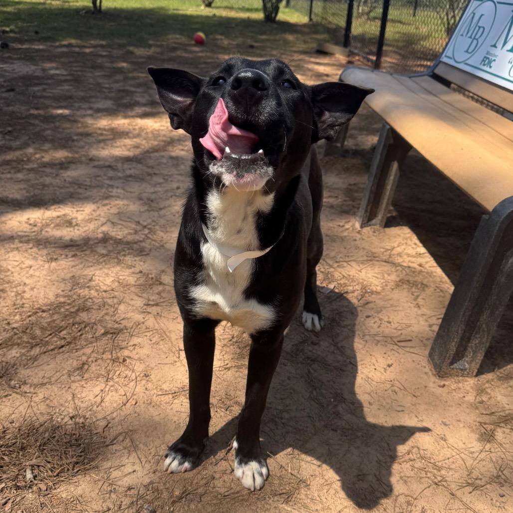 James, Adoptable, Young Male Hound.