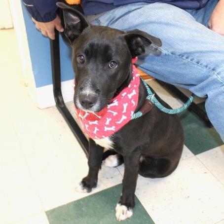 James, Adoptable, Young Male Hound.