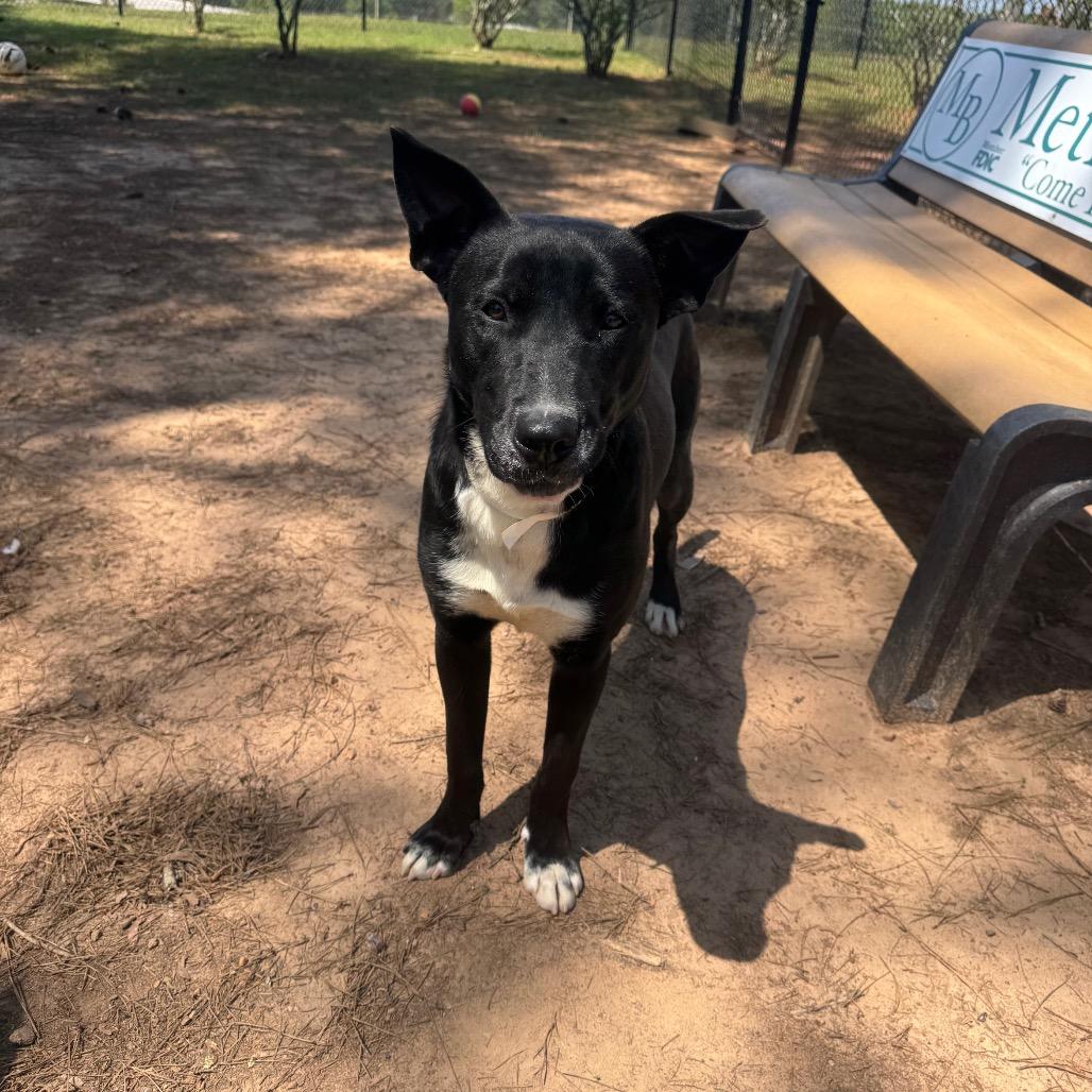 Enlarge James, a Adoptable mixed breed in Birmingham, AL image 3/3