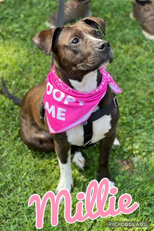 Millie, a Adoptable mixed breed in Buffalo, NY image 1/6