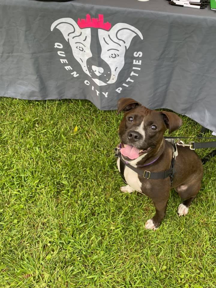 Millie, a Adoptable mixed breed in Buffalo, NY image 5/6