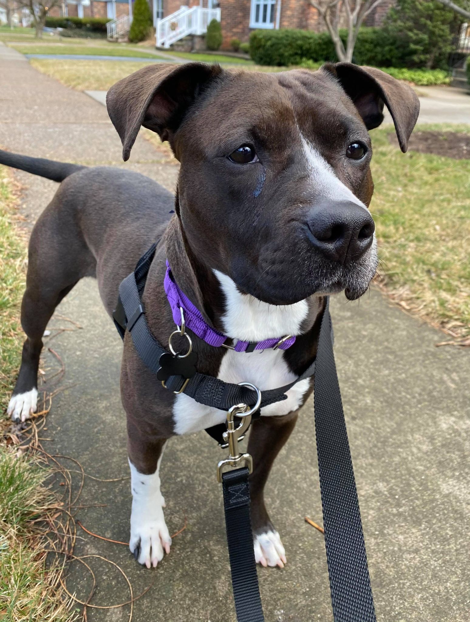 Millie, a Adoptable mixed breed in Buffalo, NY image 6/6