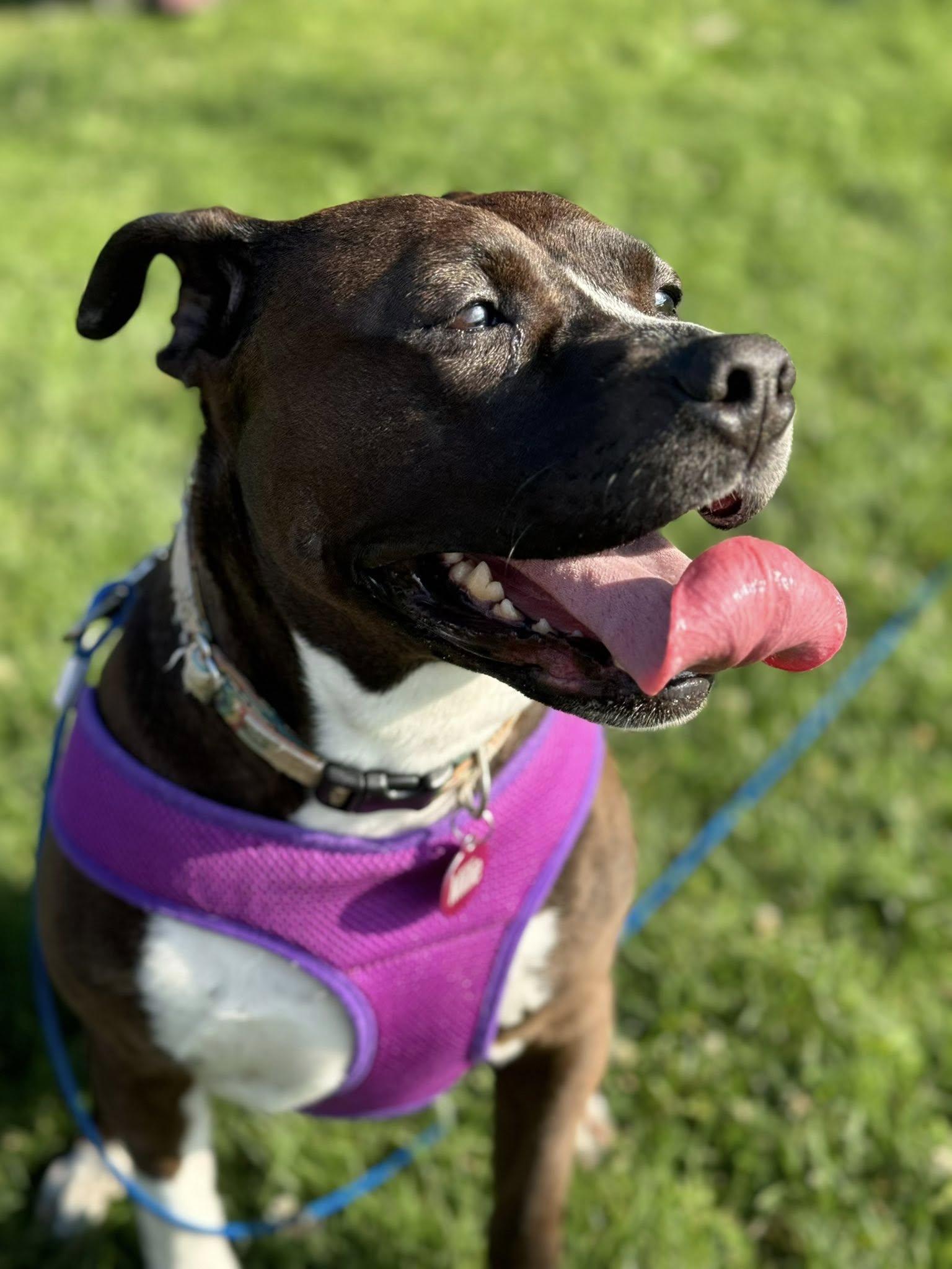 Millie, a Adoptable mixed breed in Buffalo, NY image 2/6