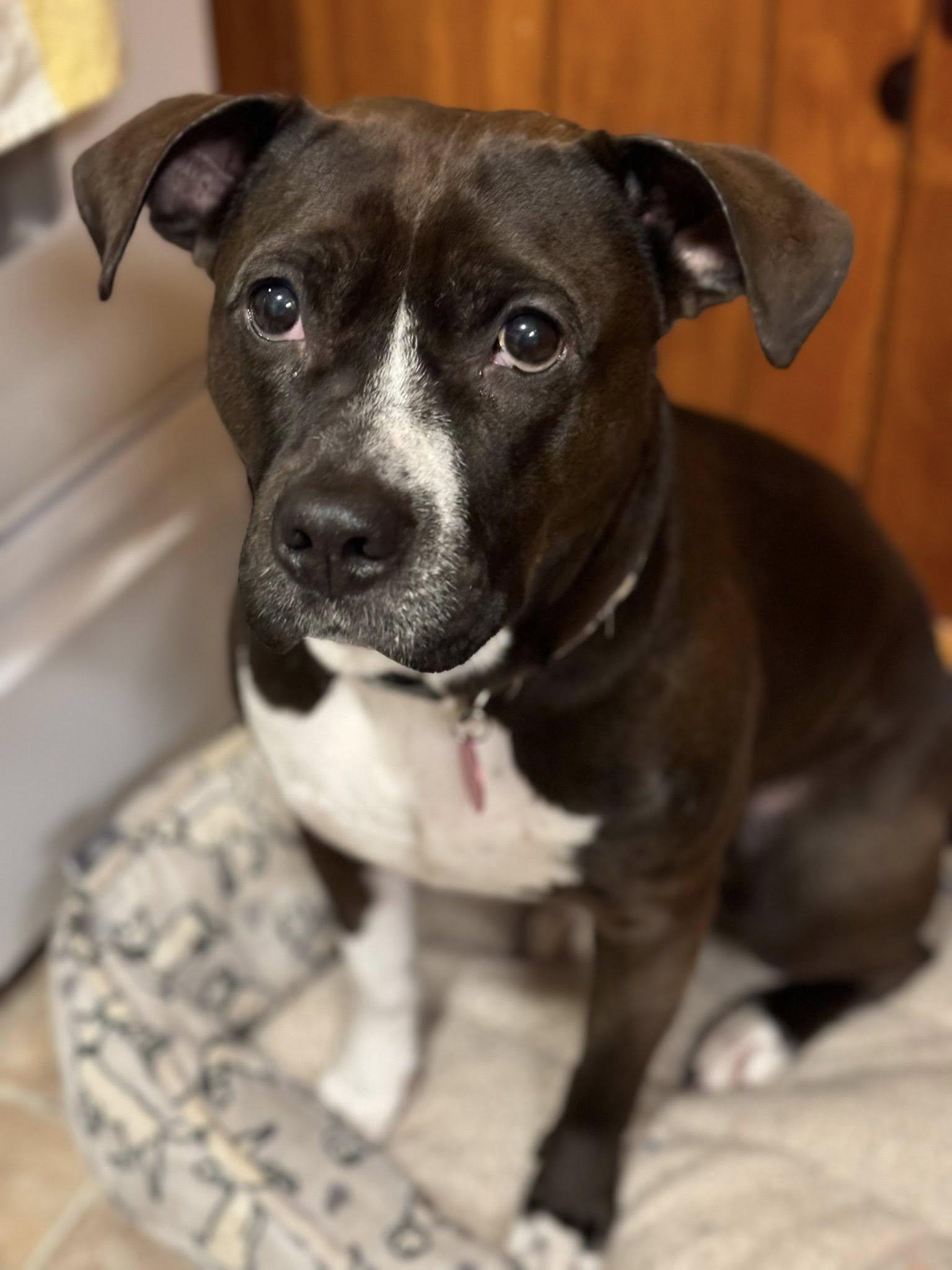 Millie, an adoptable Pit Bull Terrier in Buffalo, NY, 14223 | Photo Image 5