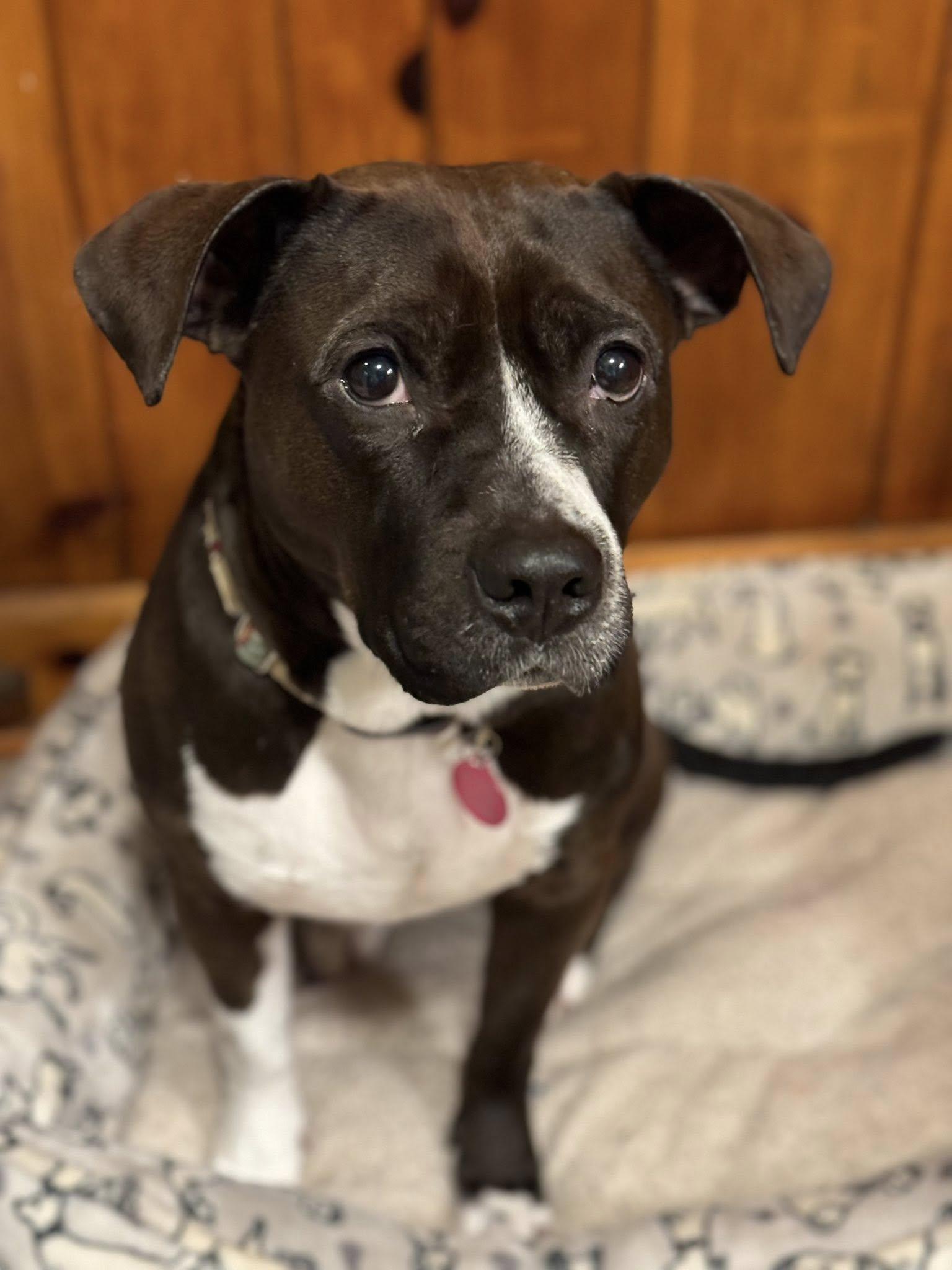 Millie, a Adoptable mixed breed in Buffalo, NY image 4/6