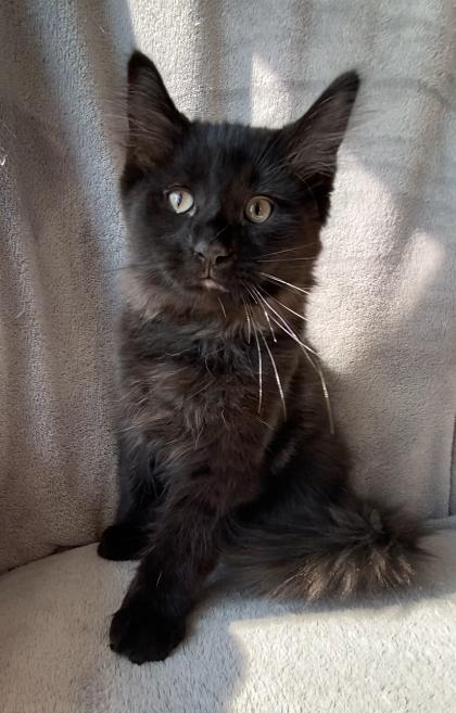 Bear, Adopted, Young Male Domestic Medium Hair.