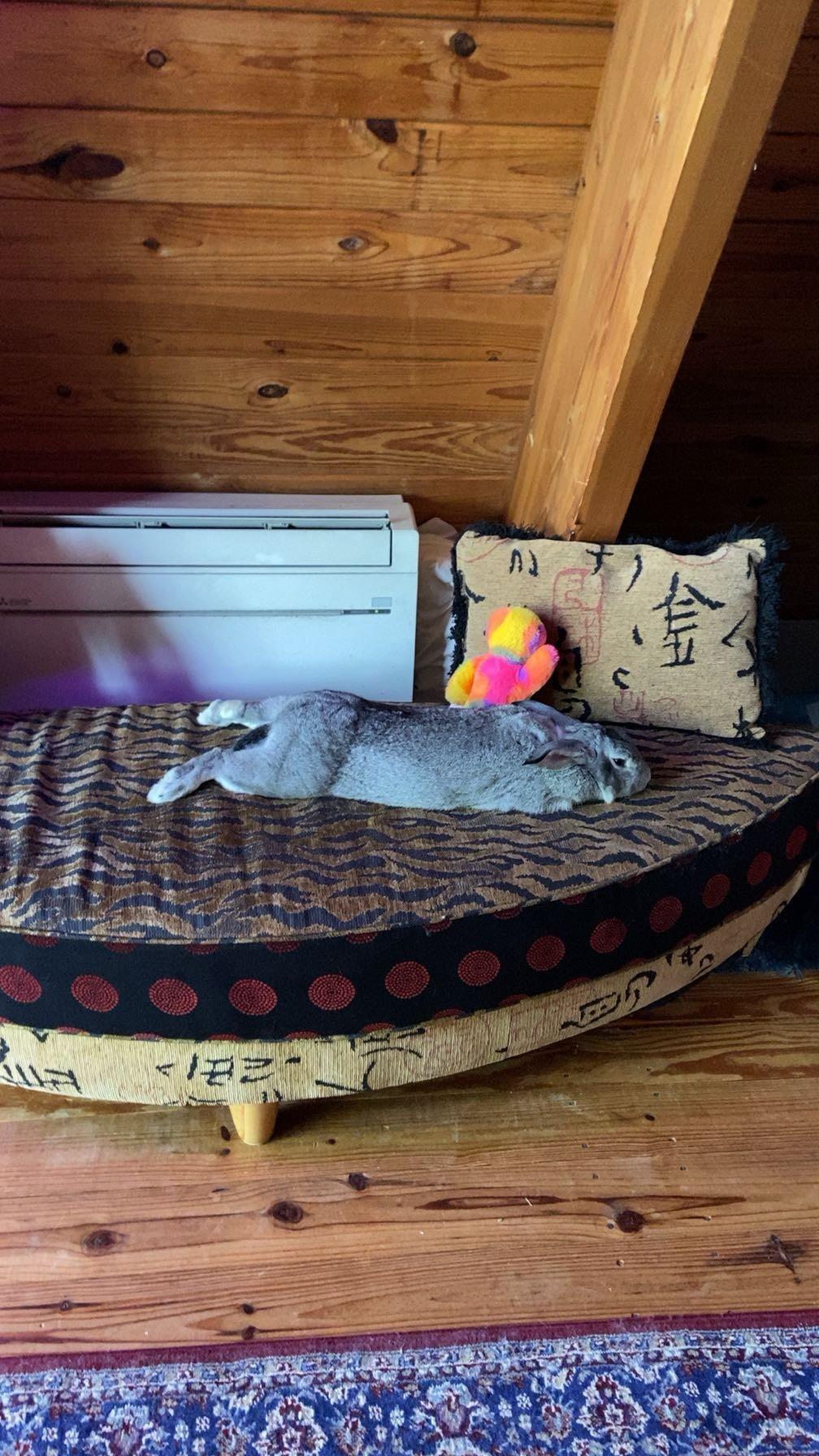 Joey, an adopted Chinchilla in Cream Ridge, NJ image 3/4