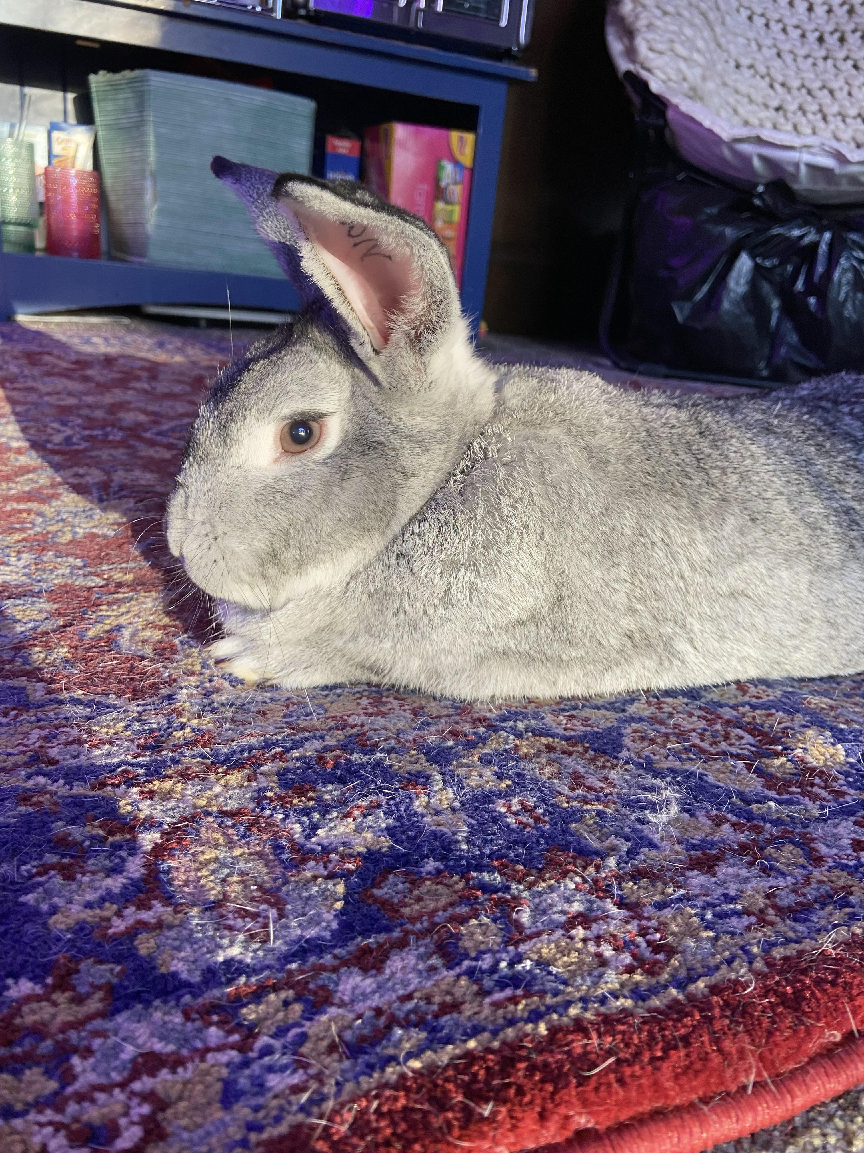 Joey, an adopted Chinchilla in Cream Ridge, NJ image 4/4
