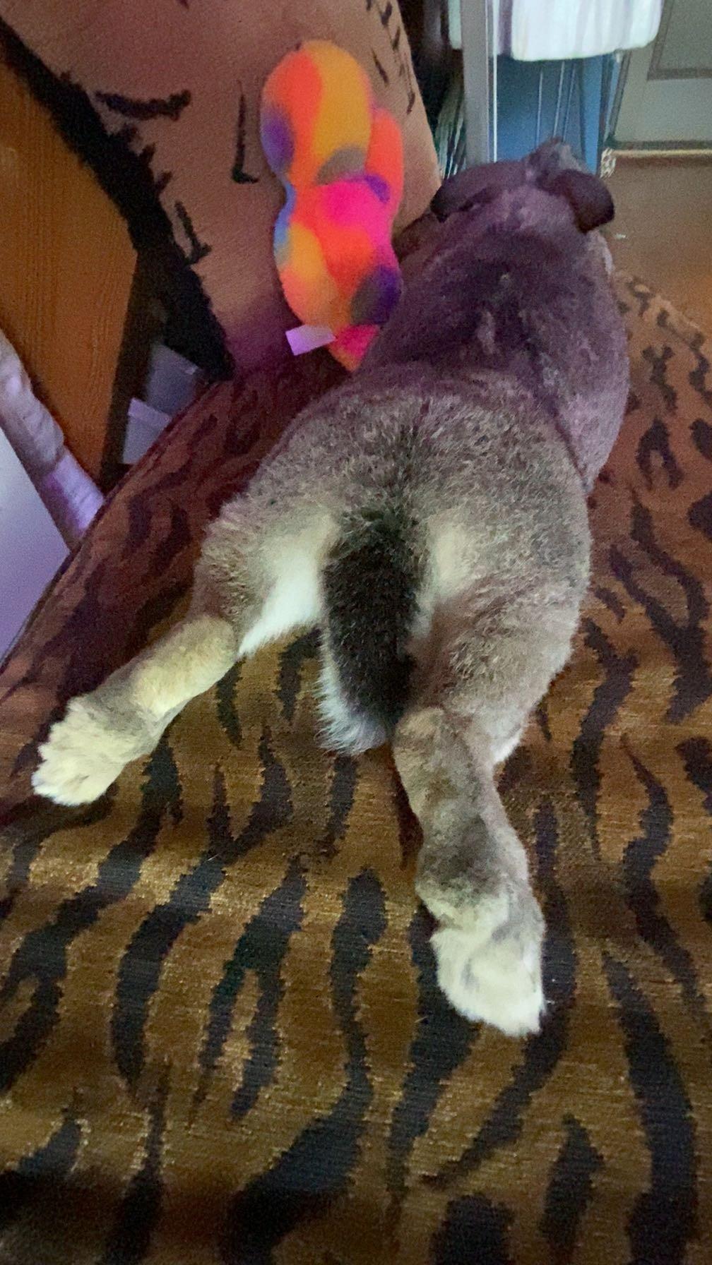 Joey, adopted, Adult Male Chinchilla.