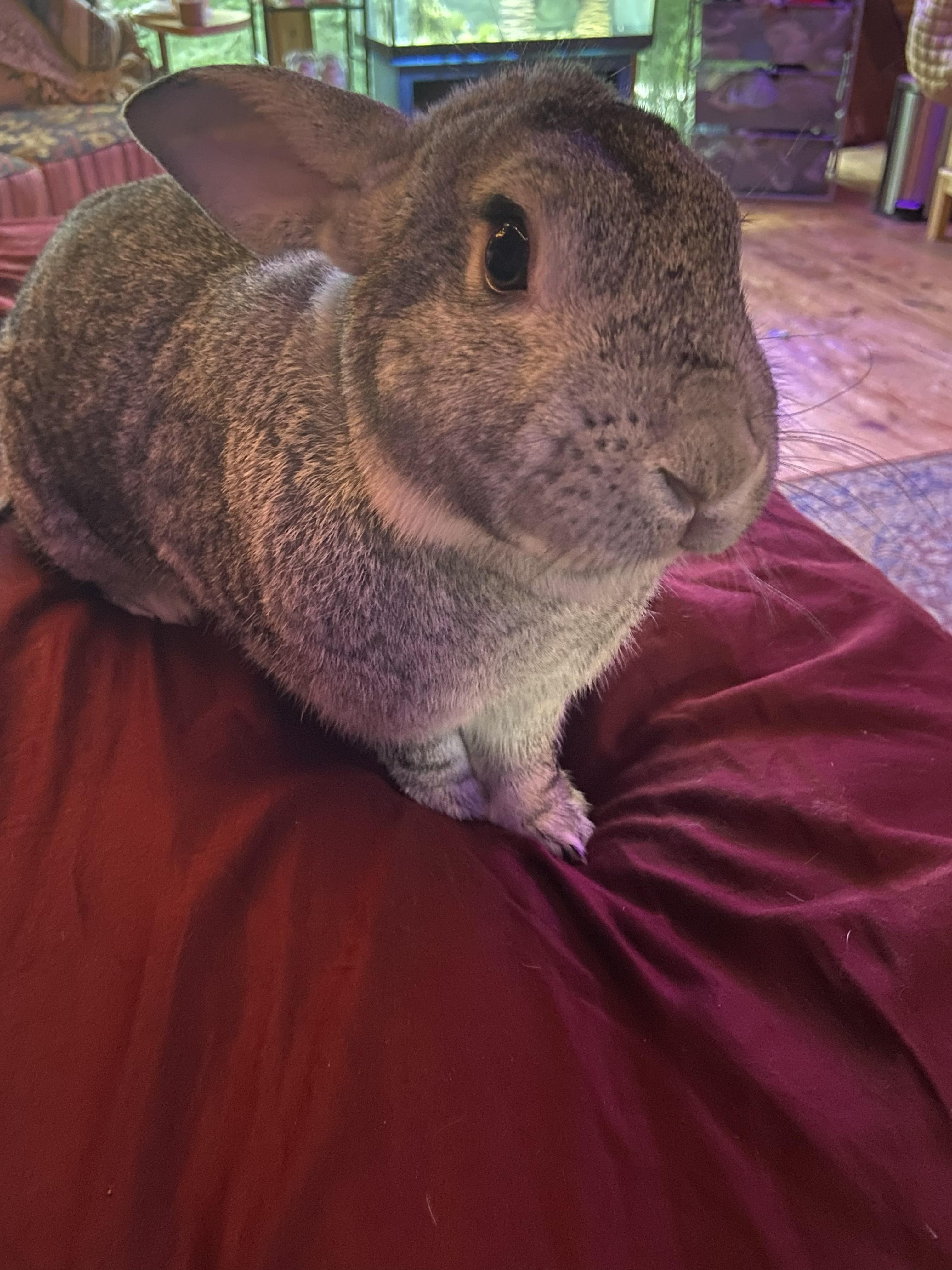 Joey, an adopted Chinchilla in Cream Ridge, NJ image 2/4