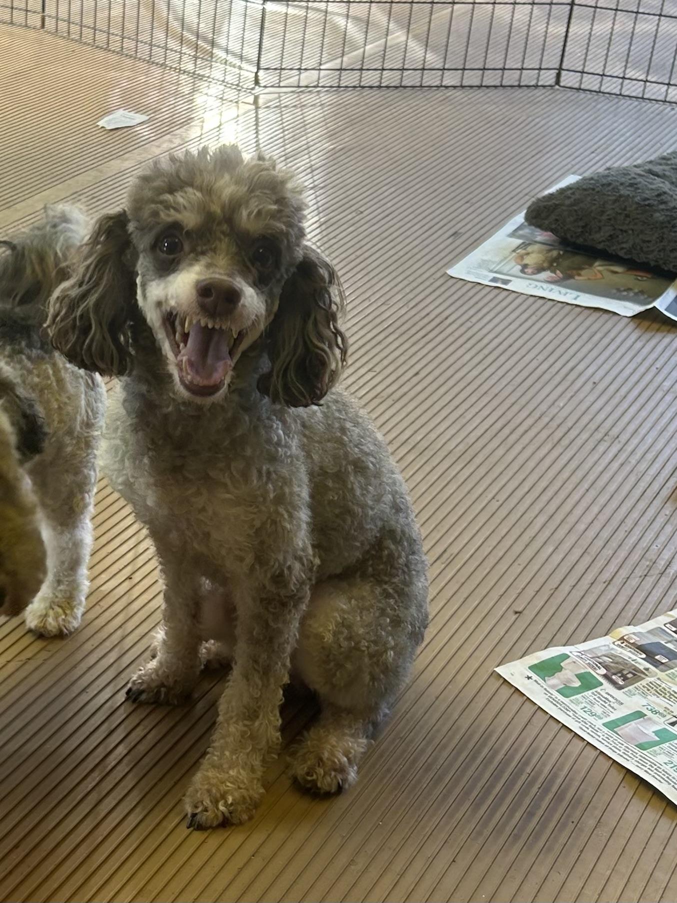 Enlarge ARTIE (smiley), a Adoptable Poodle in Elyria, OH image 1/6