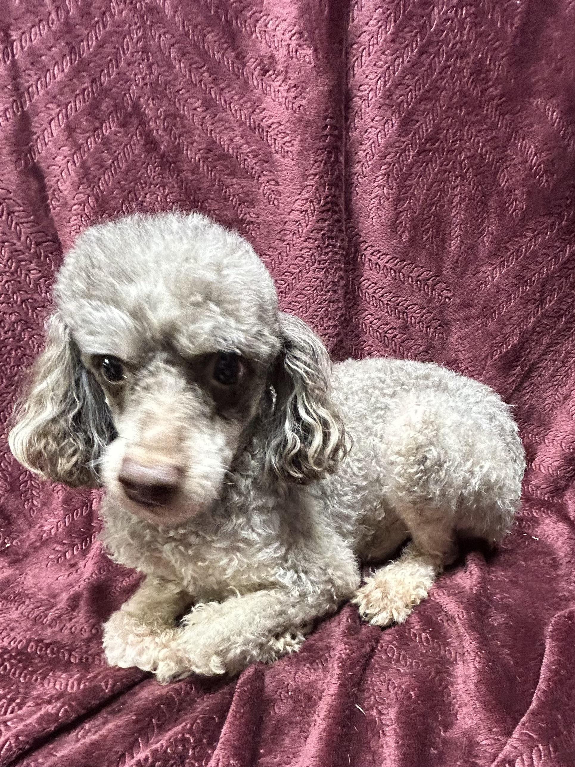 Enlarge ARTIE (smiley), a Adoptable Poodle in Elyria, OH image 5/6