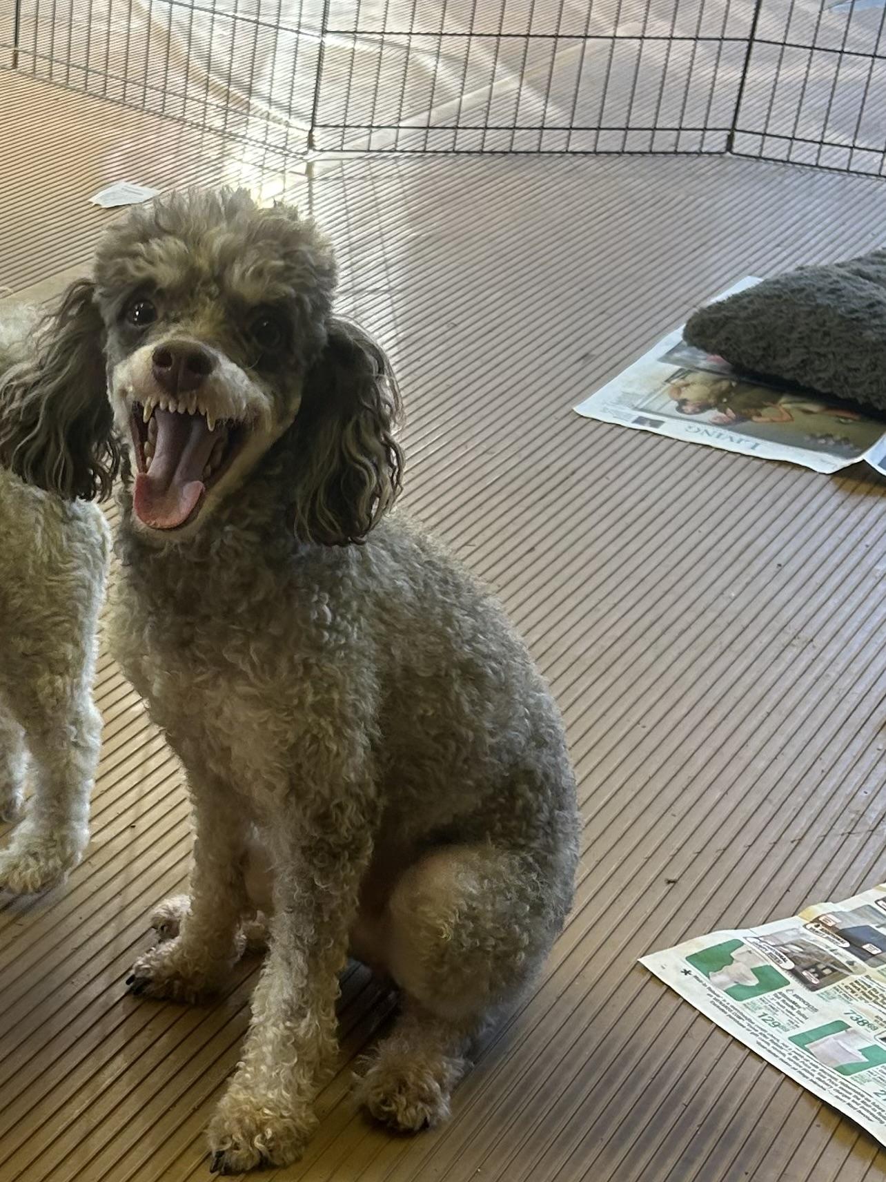 Enlarge ARTIE (smiley), a Adoptable Poodle in Elyria, OH image 4/6