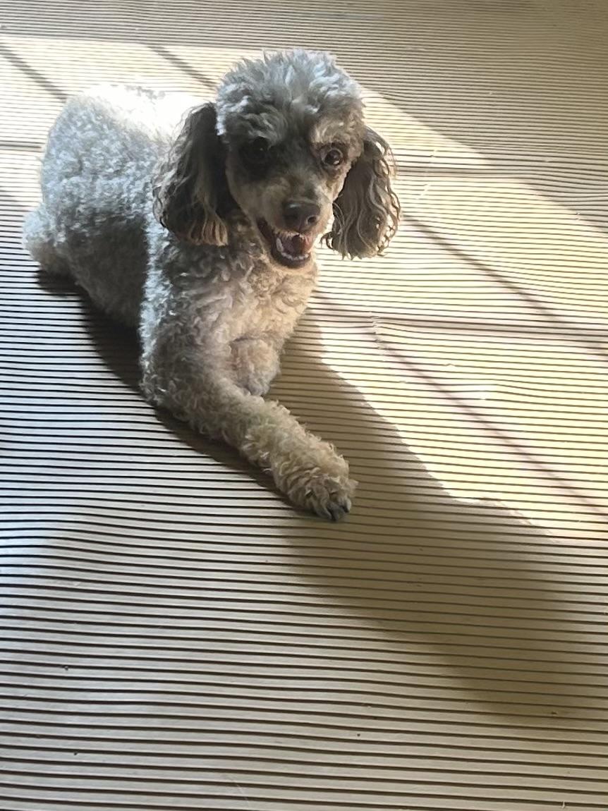 Enlarge ARTIE (smiley), a Adoptable Poodle in Elyria, OH image 2/6