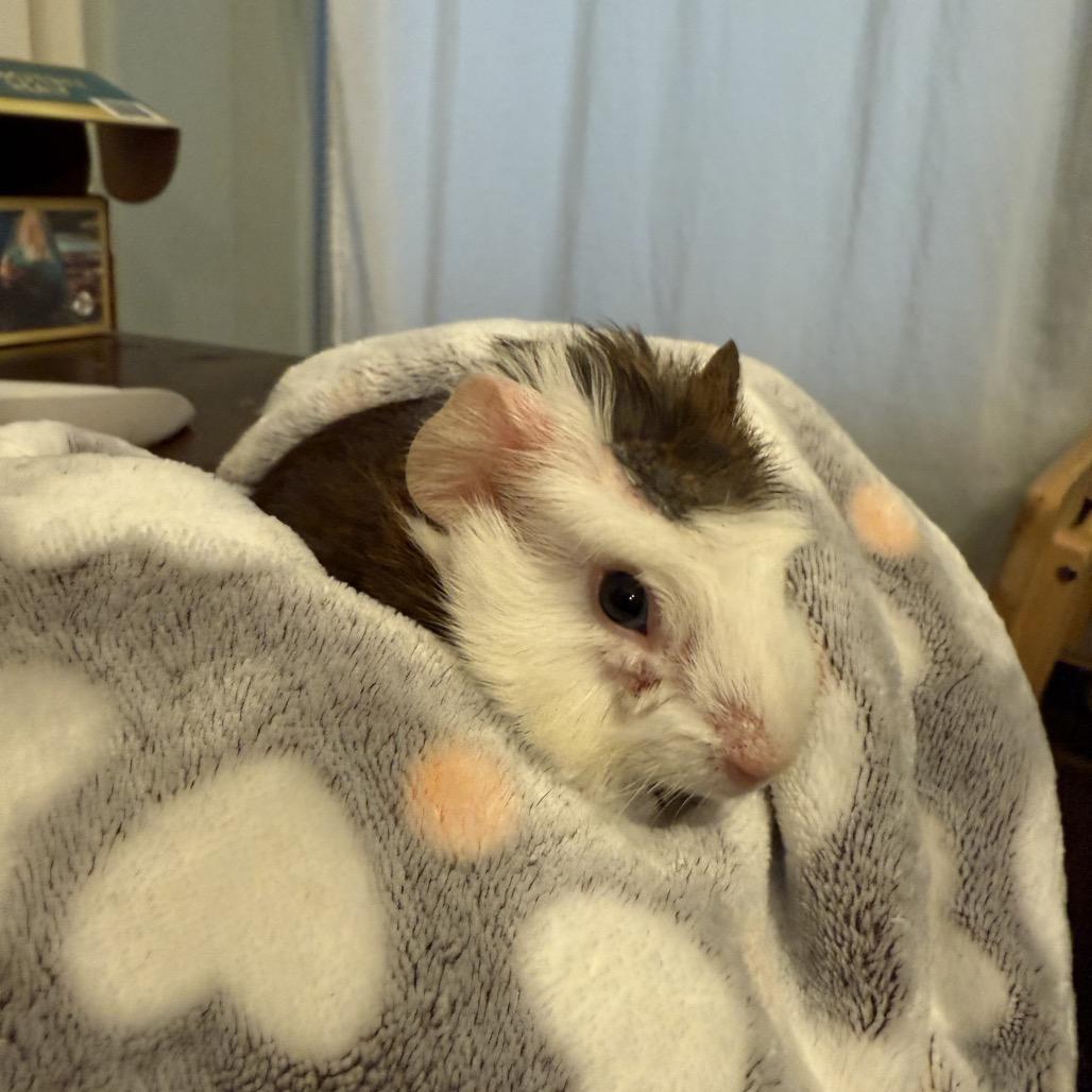 Enlarge Elyan, a Adoptable Guinea Pig in Las Vegas, NV image 1/3