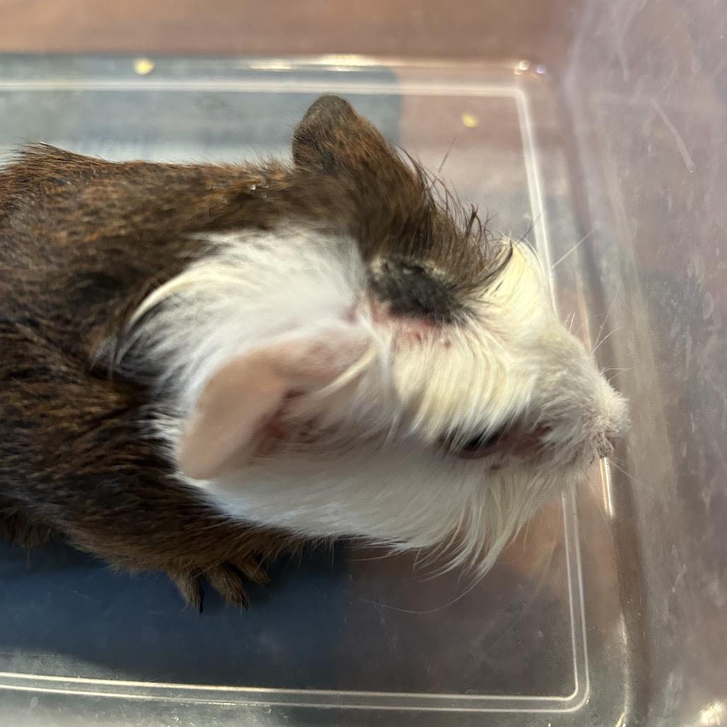 Enlarge Elyan, a Adoptable Guinea Pig in Las Vegas, NV image 2/3