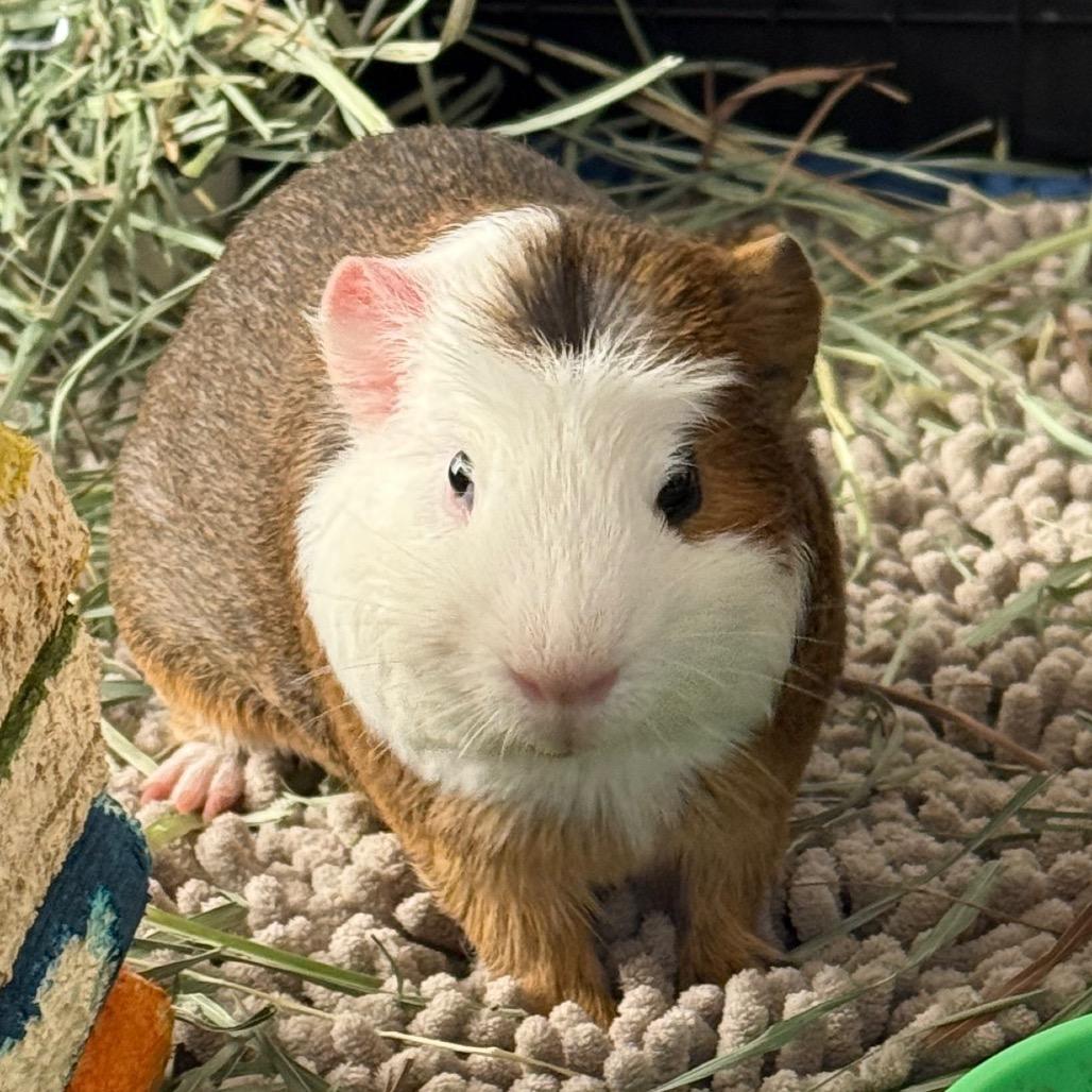 Enlarge Elyan, a Adoptable Guinea Pig in Las Vegas, NV image 3/6