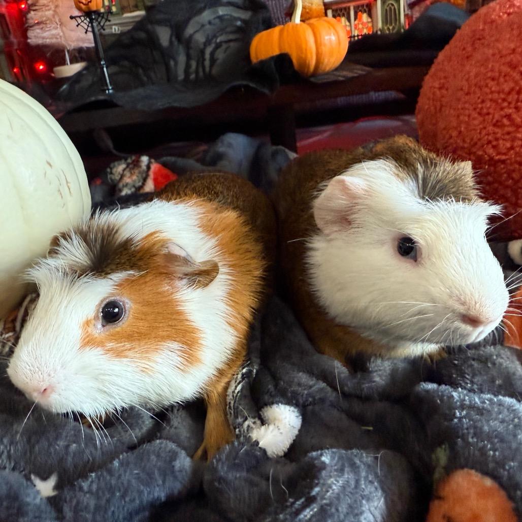 Enlarge Elyan, a Adoptable Guinea Pig in Las Vegas, NV image 4/6