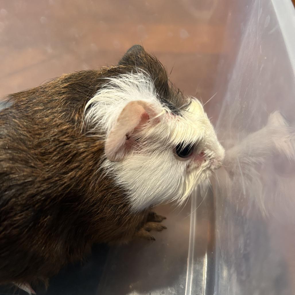 Enlarge Elyan, a Adoptable Guinea Pig in Las Vegas, NV image 3/3