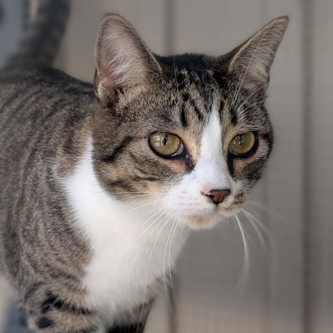 Beau, ADOPTABLE, Young Male Domestic Short Hair.