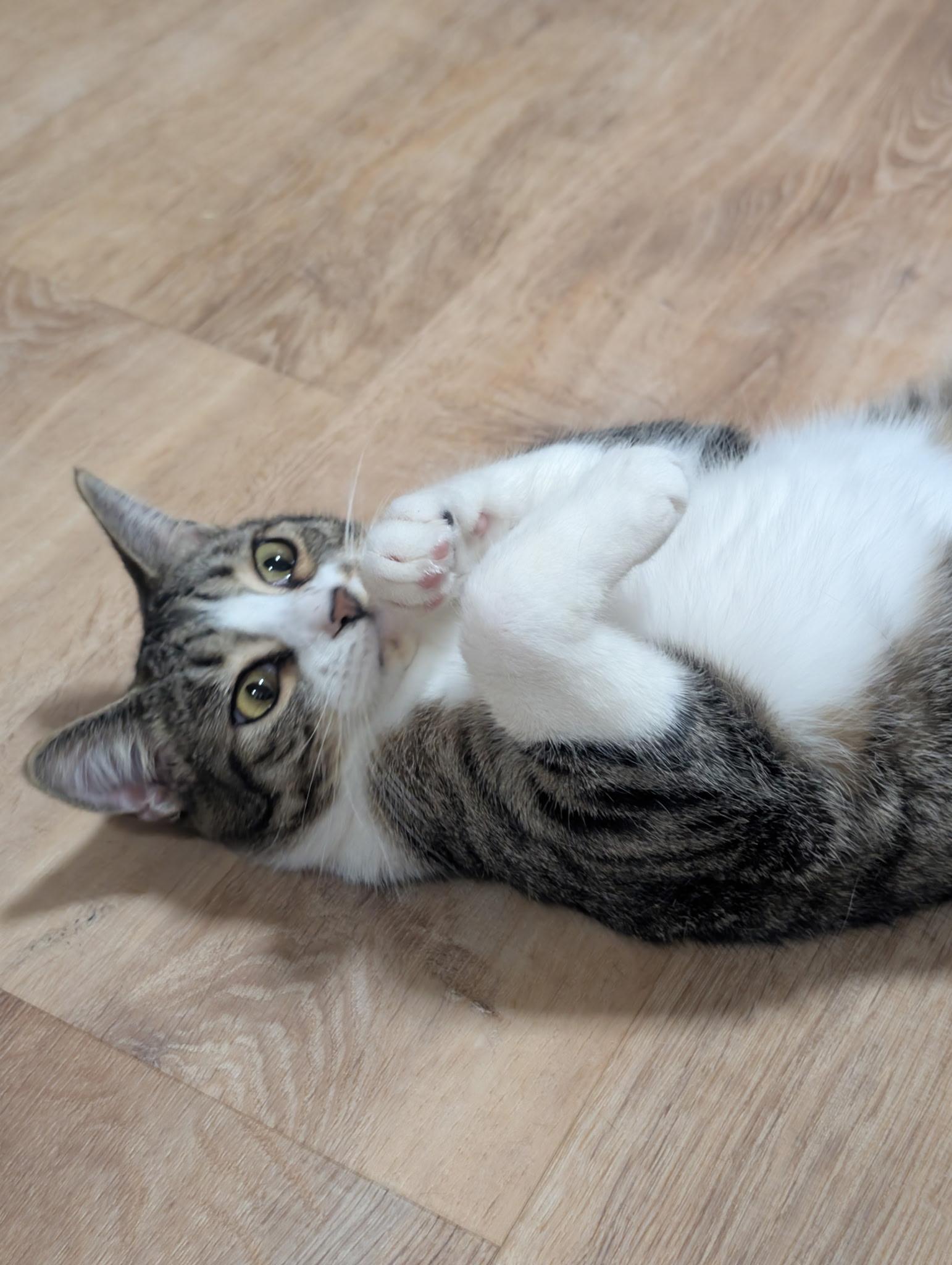 Enlarge Beau, a ADOPTABLE Domestic Short Hair in Pocatello, ID image 2/4