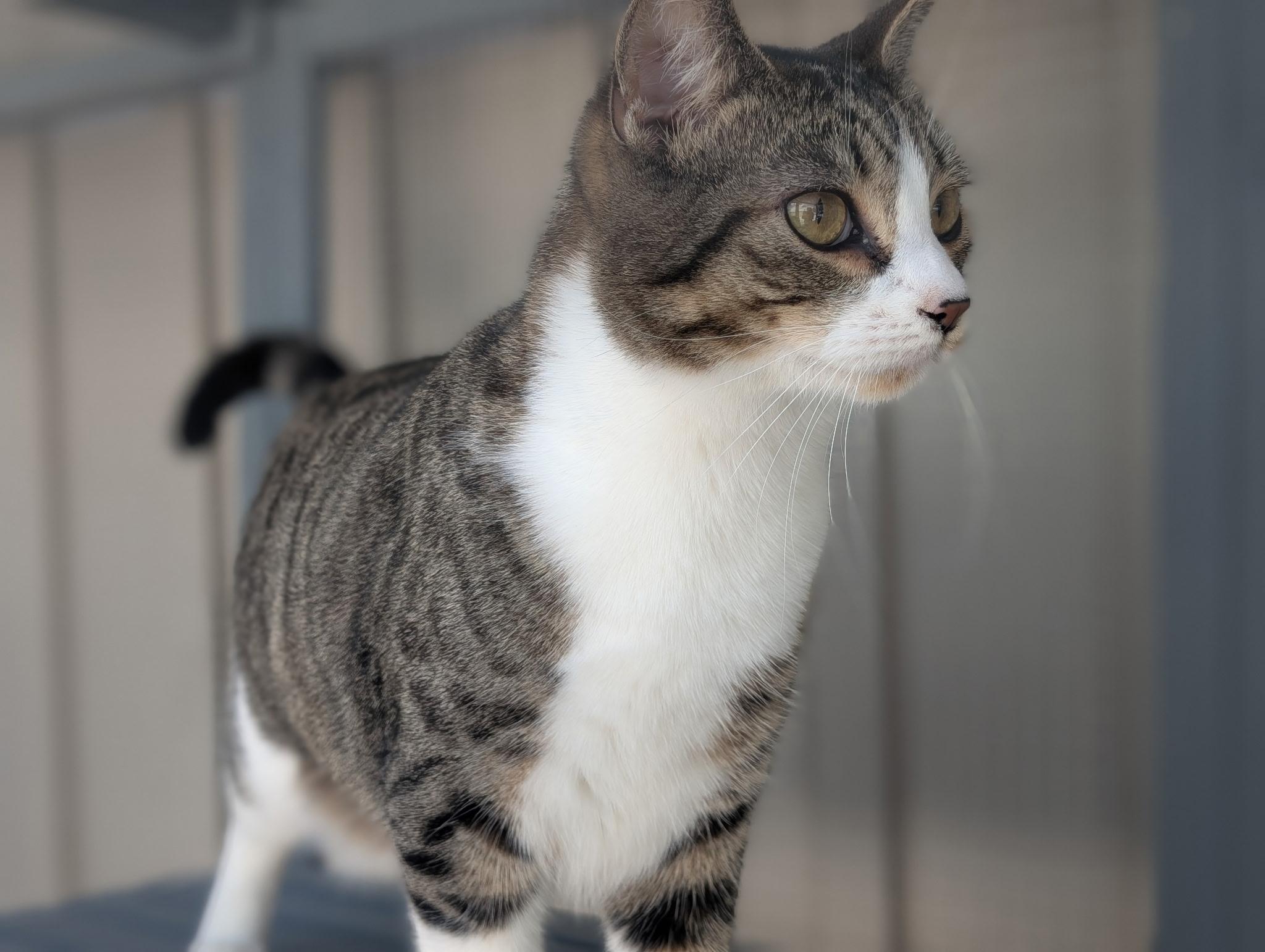 Enlarge Beau, a ADOPTABLE Domestic Short Hair in Pocatello, ID image 3/4