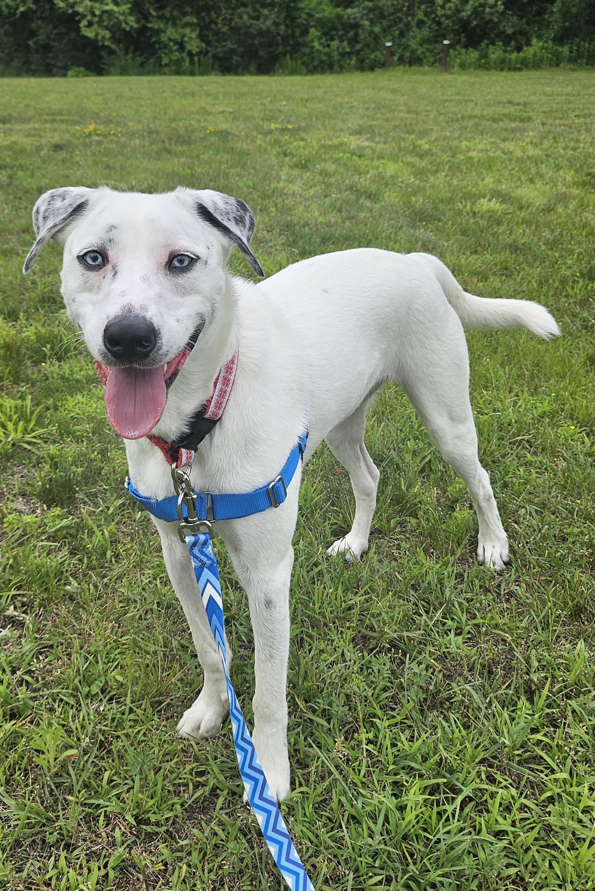Enlarge Loki, a ADOPTABLE mixed breed in Salem, NH image 2/2