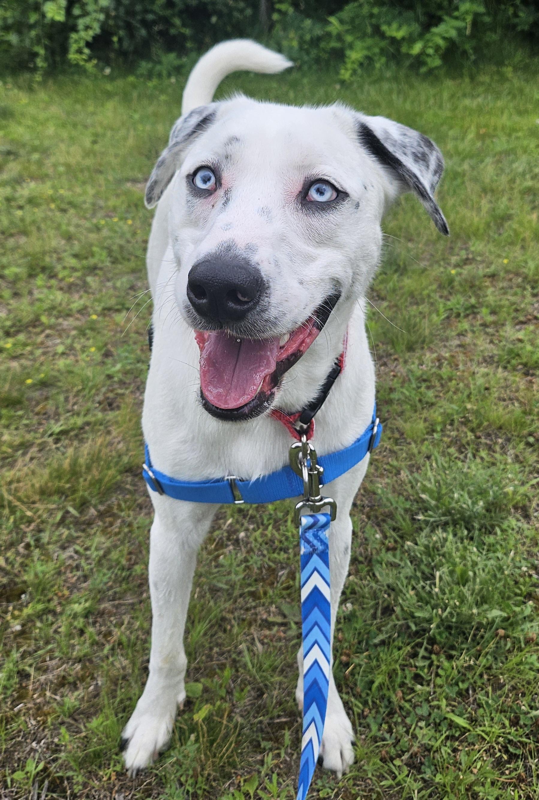 Loki, ADOPTABLE, Adult Male Dalmatian.