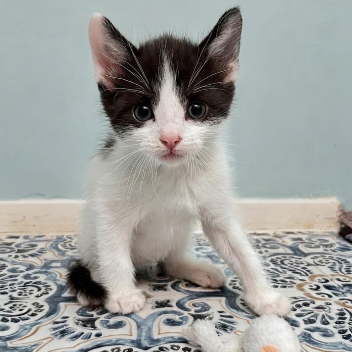 Beef 'n Cheddar, Adoptable, Kitten Male Domestic Short Hair.