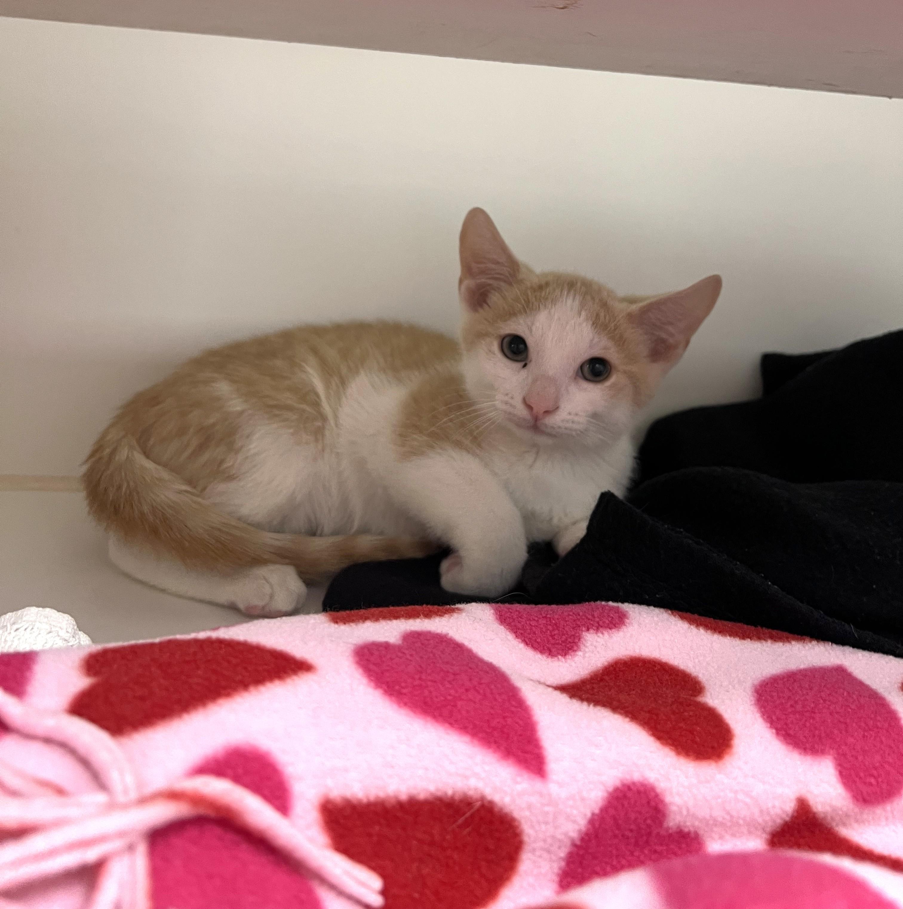 Dustin (Bonded with Eleven), adopted, Young Male Domestic Short Hair.