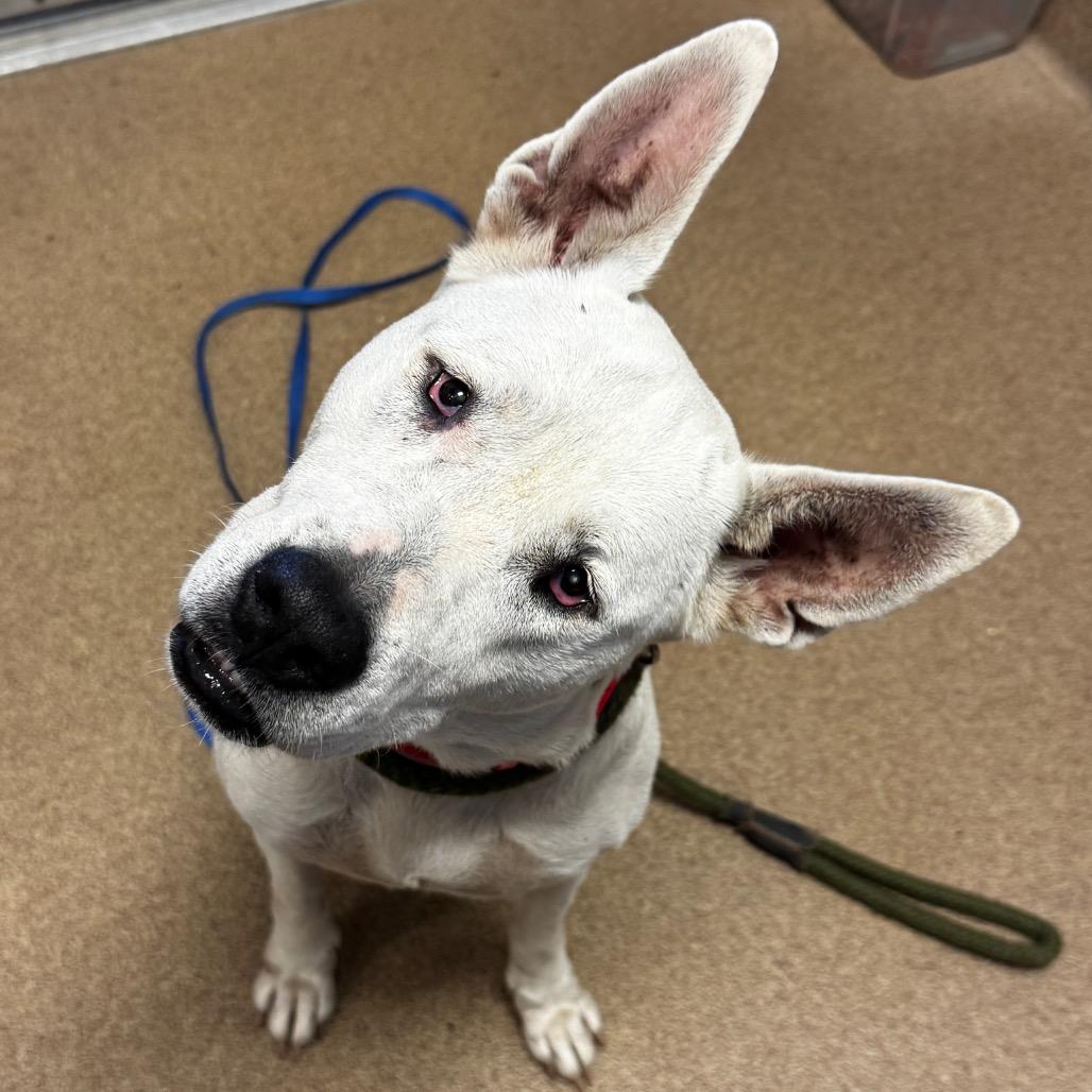 Enlarge Hellen, a Adoptable mixed breed in Hinesville, GA image 1/1