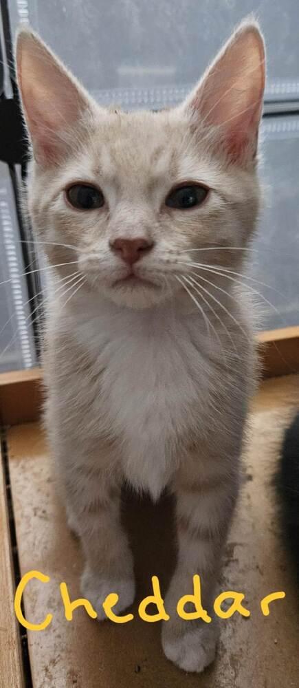 Chedder, Adoptable, Kitten Male Domestic Short Hair & Domestic Short Hair.