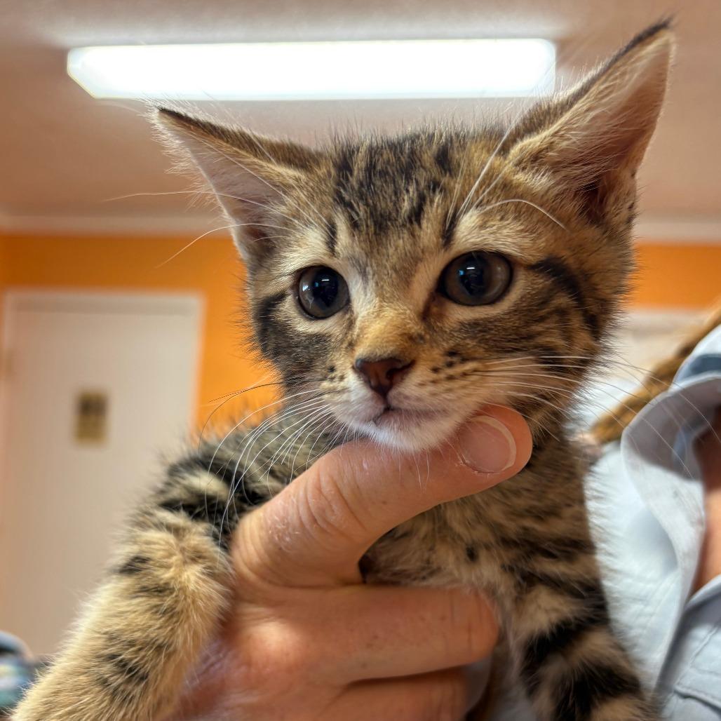 Enlarge LUIGI, an adopted Domestic Short Hair in Joshua Tree, CA image 1/1