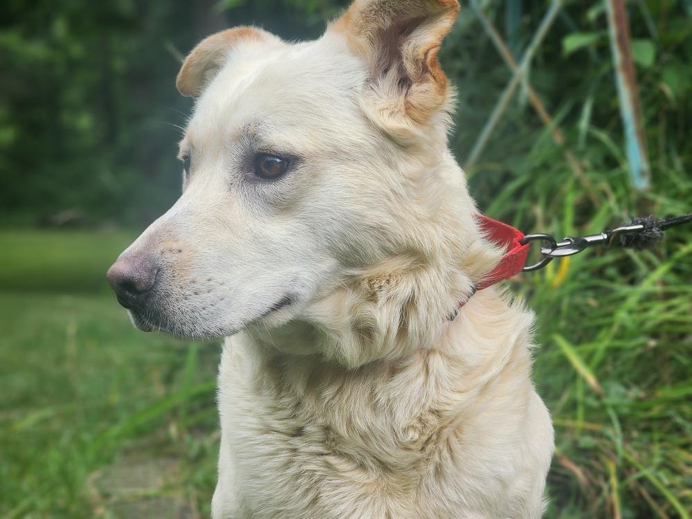 Enlarge Ghost, a Adoptable mixed breed in Waterloo, IN image 1/3