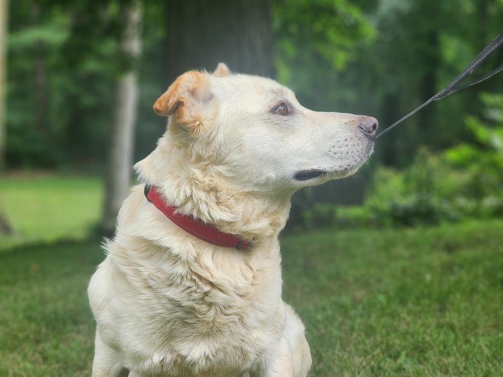 Enlarge Ghost, a Adoptable mixed breed in Waterloo, IN image 2/3